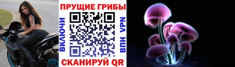 наркошоп  Никольск  Псилоцибиновые грибы Psilocybe 